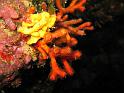 Faux corail - Myriapora truncata